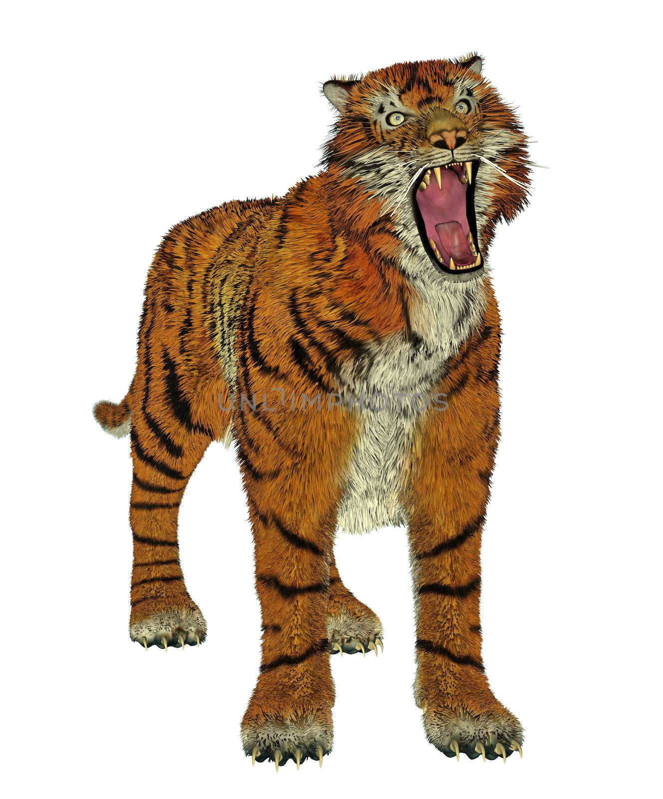 Big beautiful tiger bullying in white background
