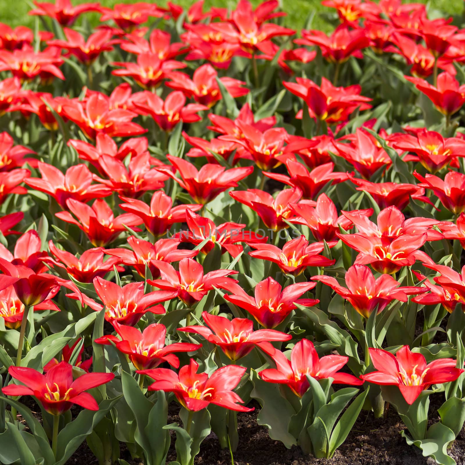 Beautiful tulips in Keukenhof Garden