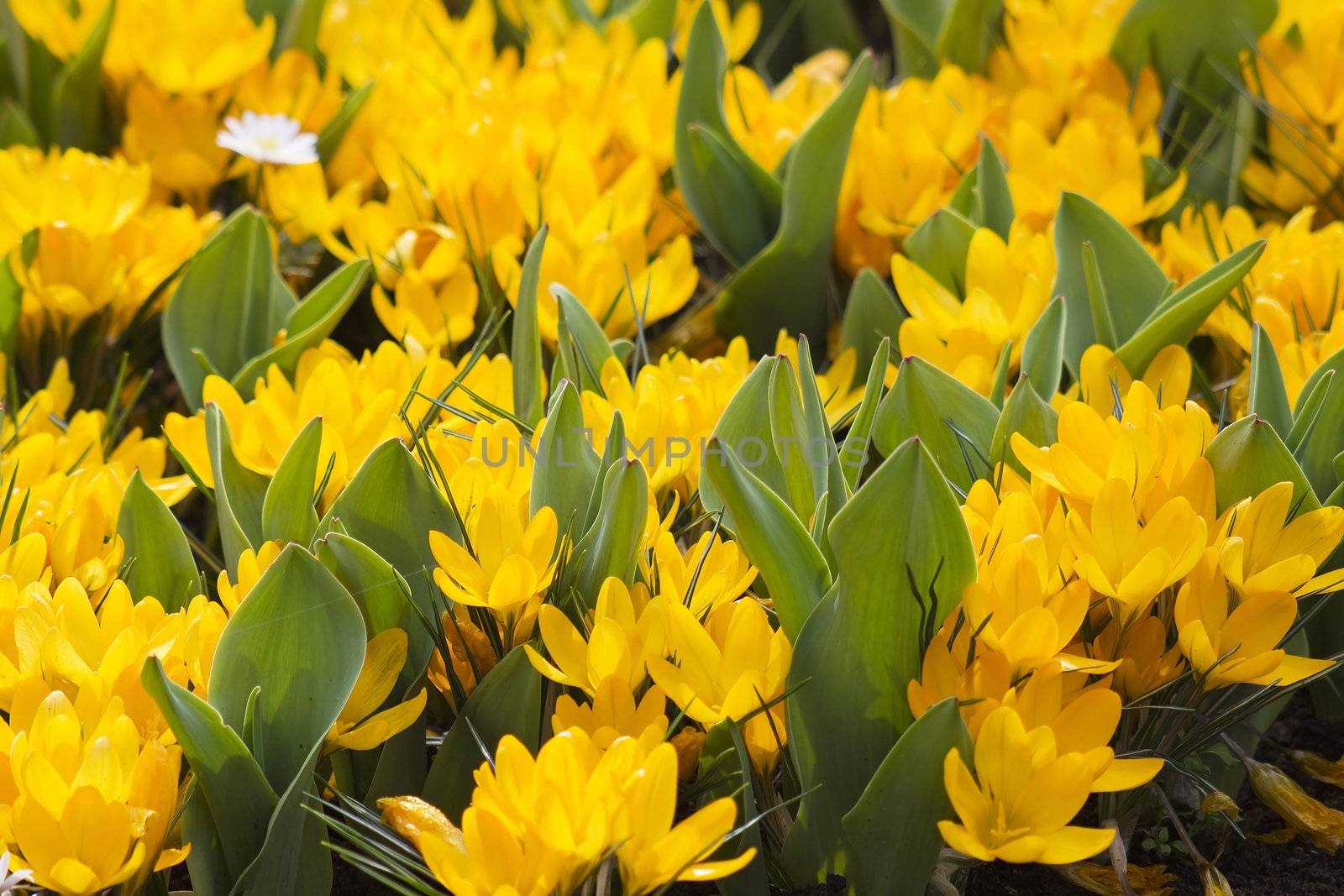 Beautiful crocus in Keukenhof Garden