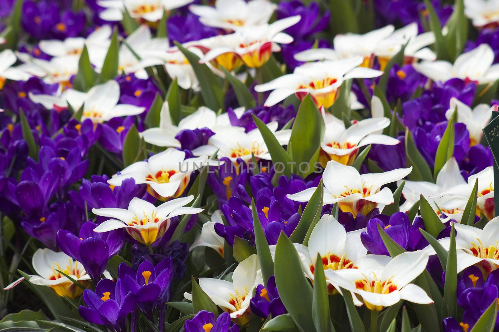 Beautiful flowers in Keukenhof Garden