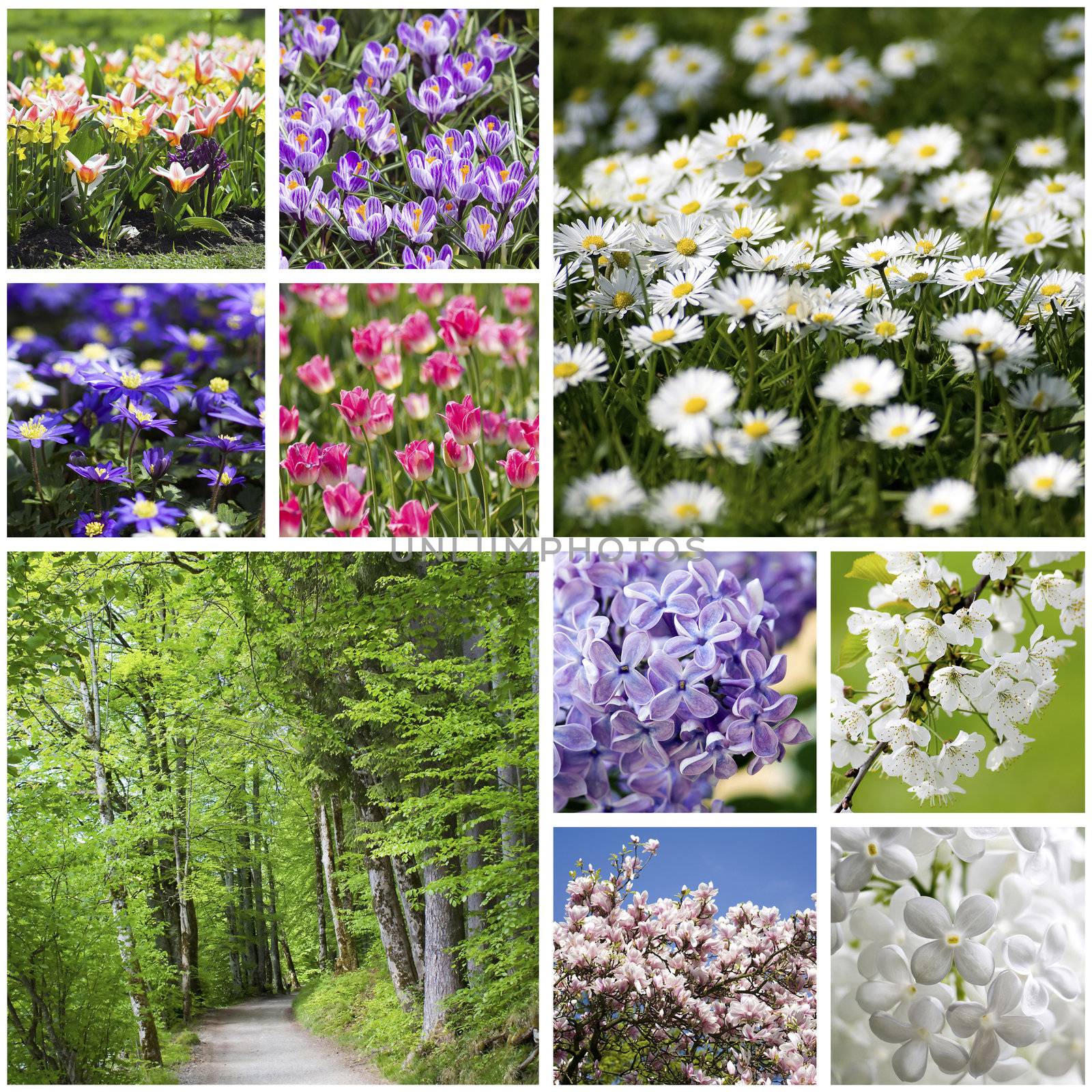 Collage with spring flowers by miradrozdowski