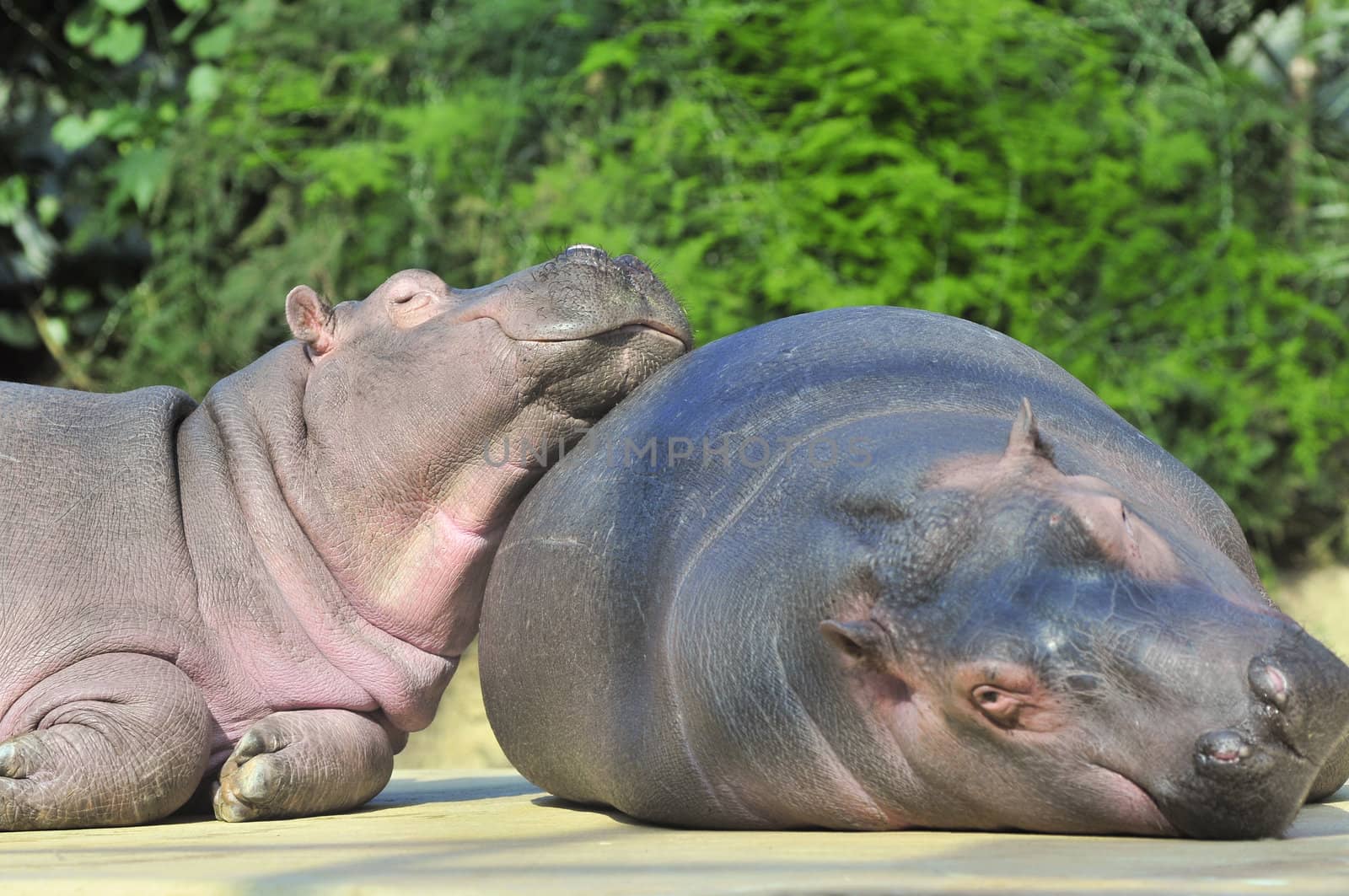 Happy hippopotamus friends