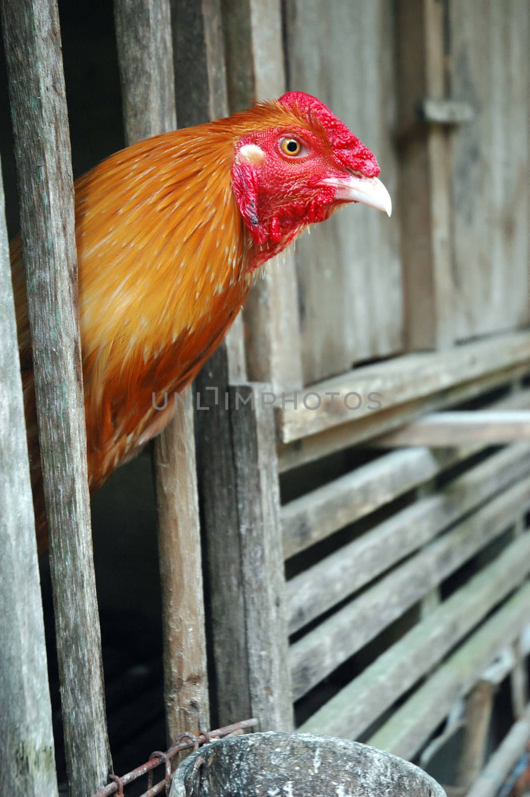 rooster in wooden cage