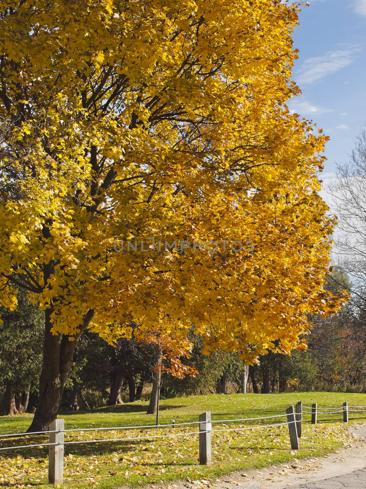 
Autumn tree on a background of blue sky.