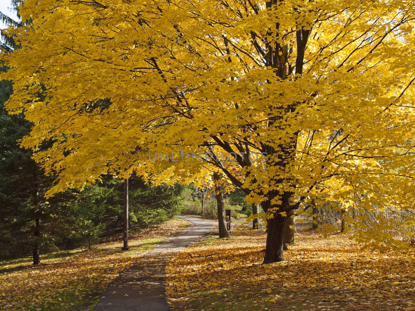 Autumn colors. Path in the autumn park.