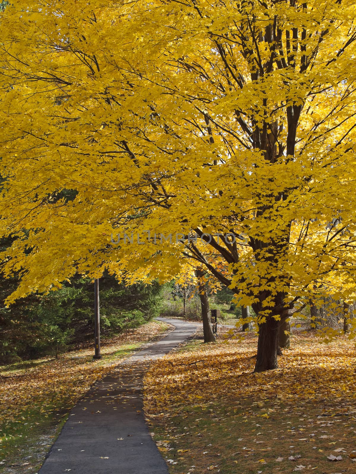Autumn colors. Path in the autumn park.