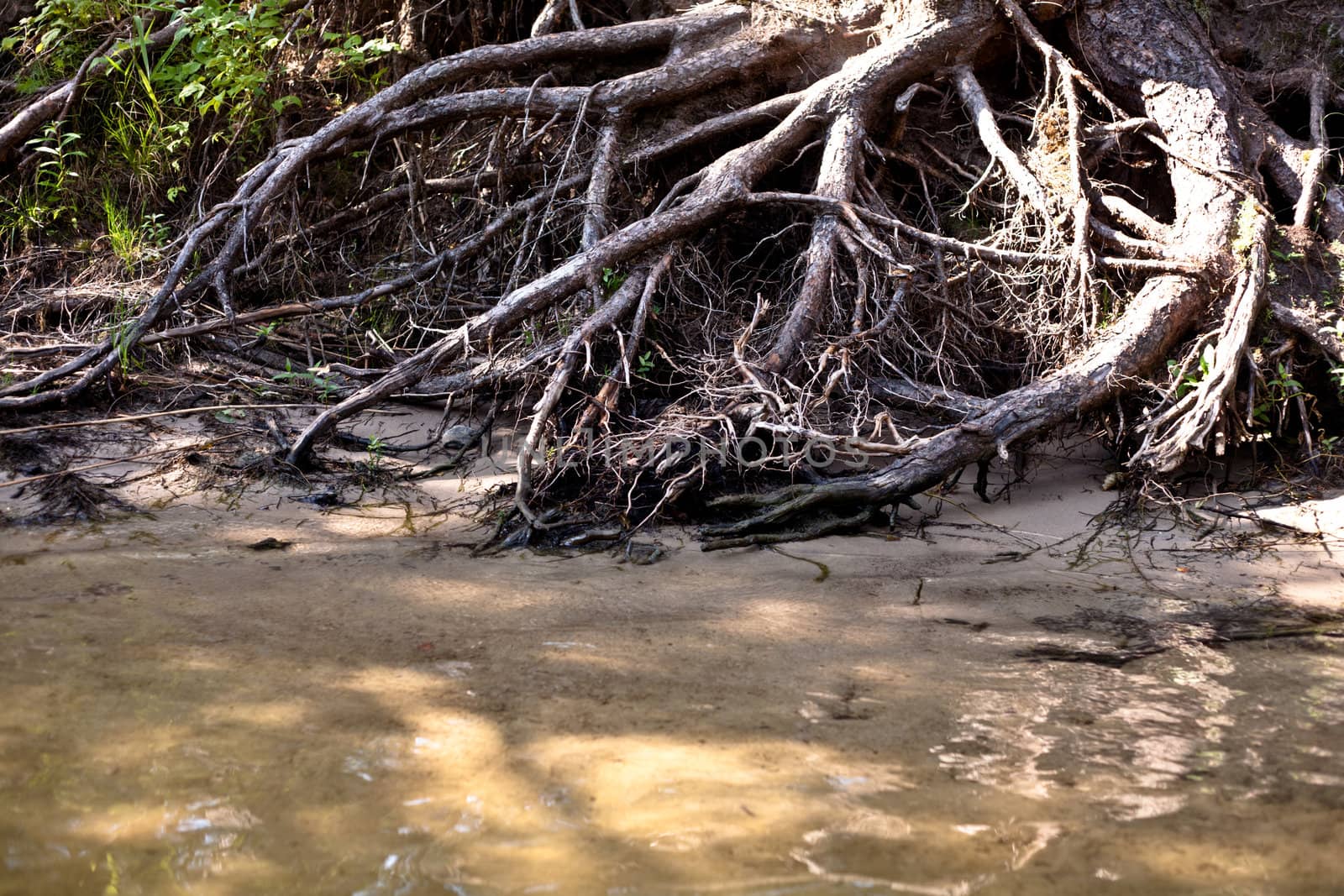 A big snag in a summer forest
