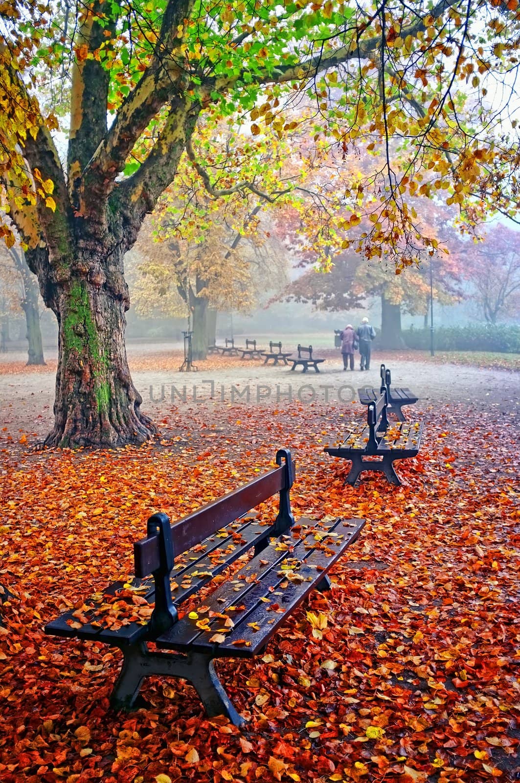 Senior couple in the park