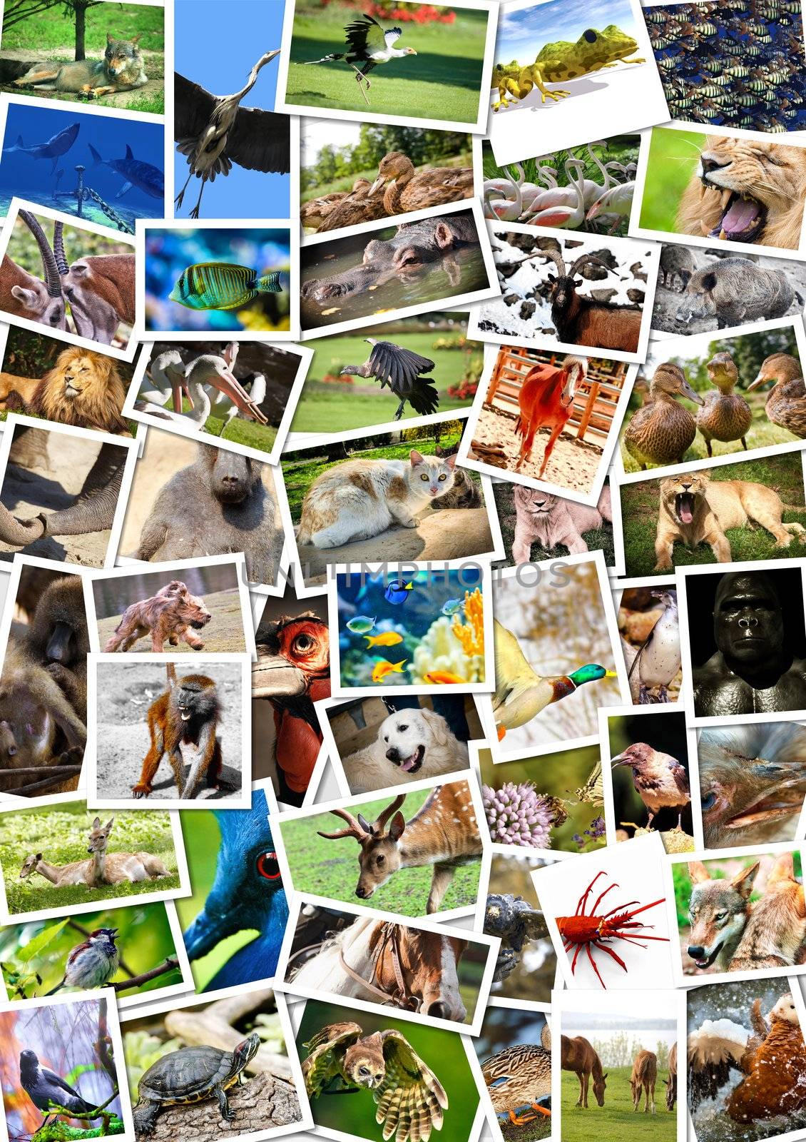 Different animals collage on postcards by andromeda13