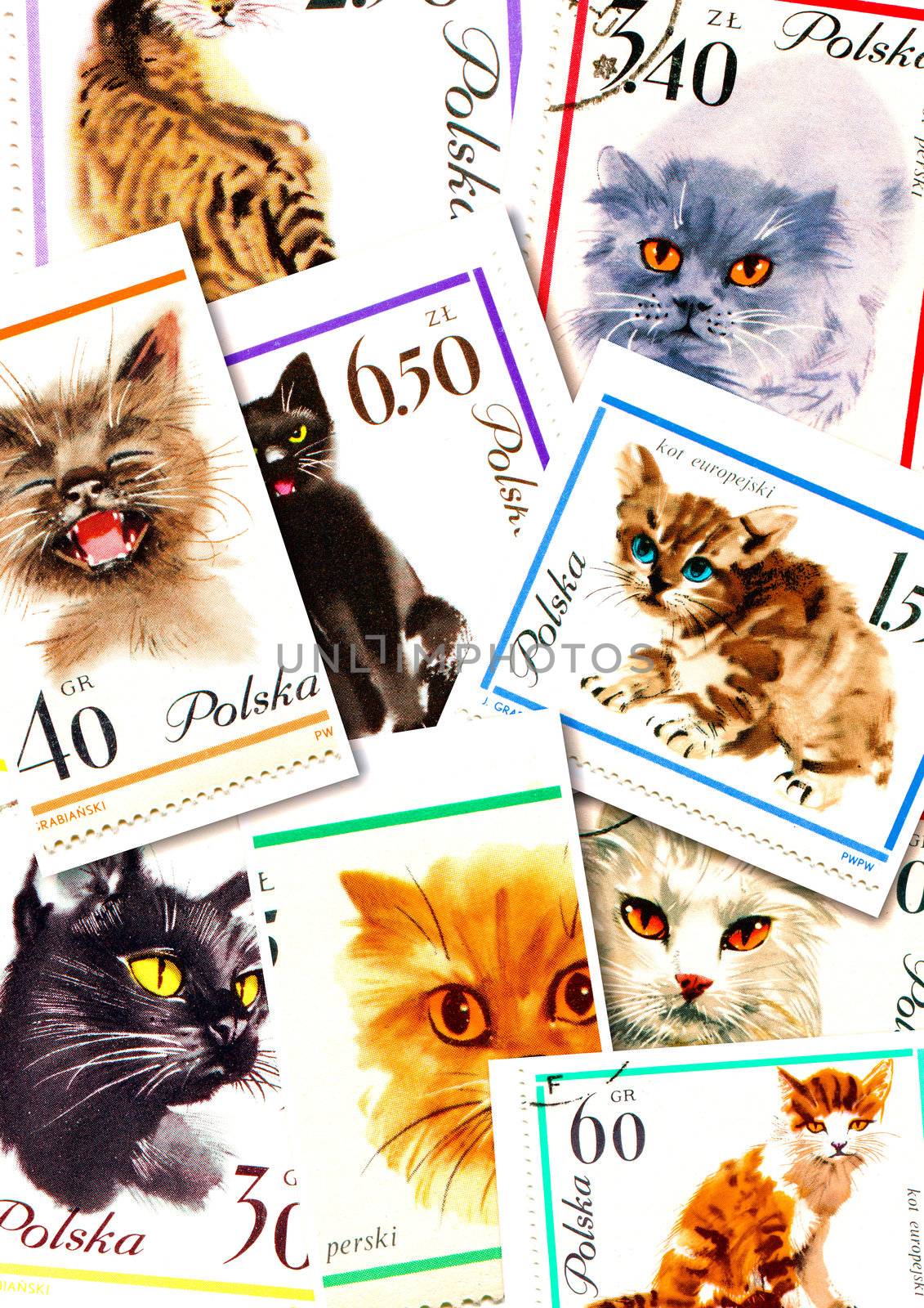 cats on collage of Polish postage stamps