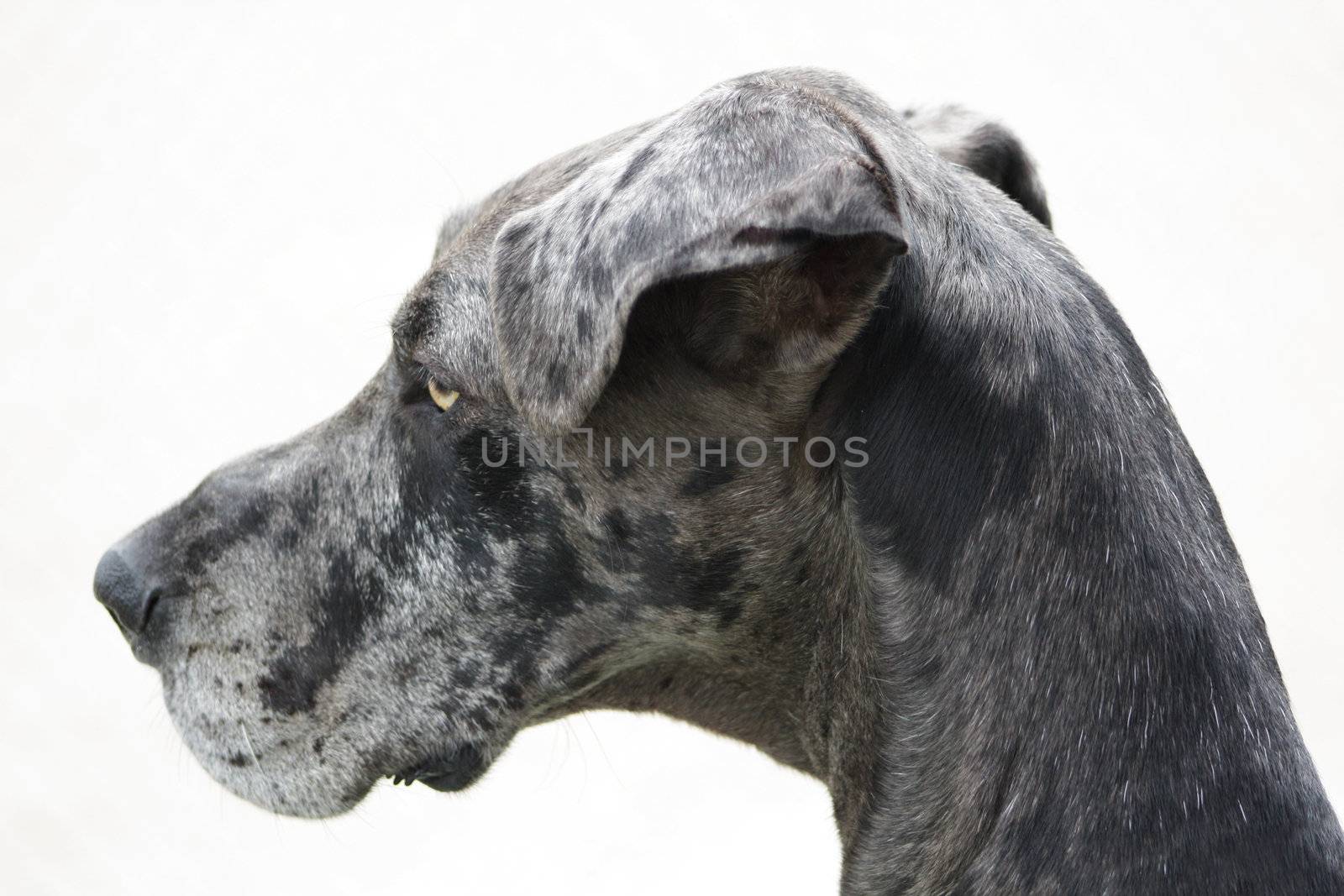 Isolated Grand Dane Profile