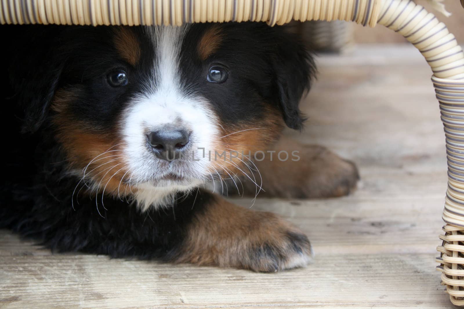 Adorable Puppy Bernese Mountain Dog Hidden Under a Table