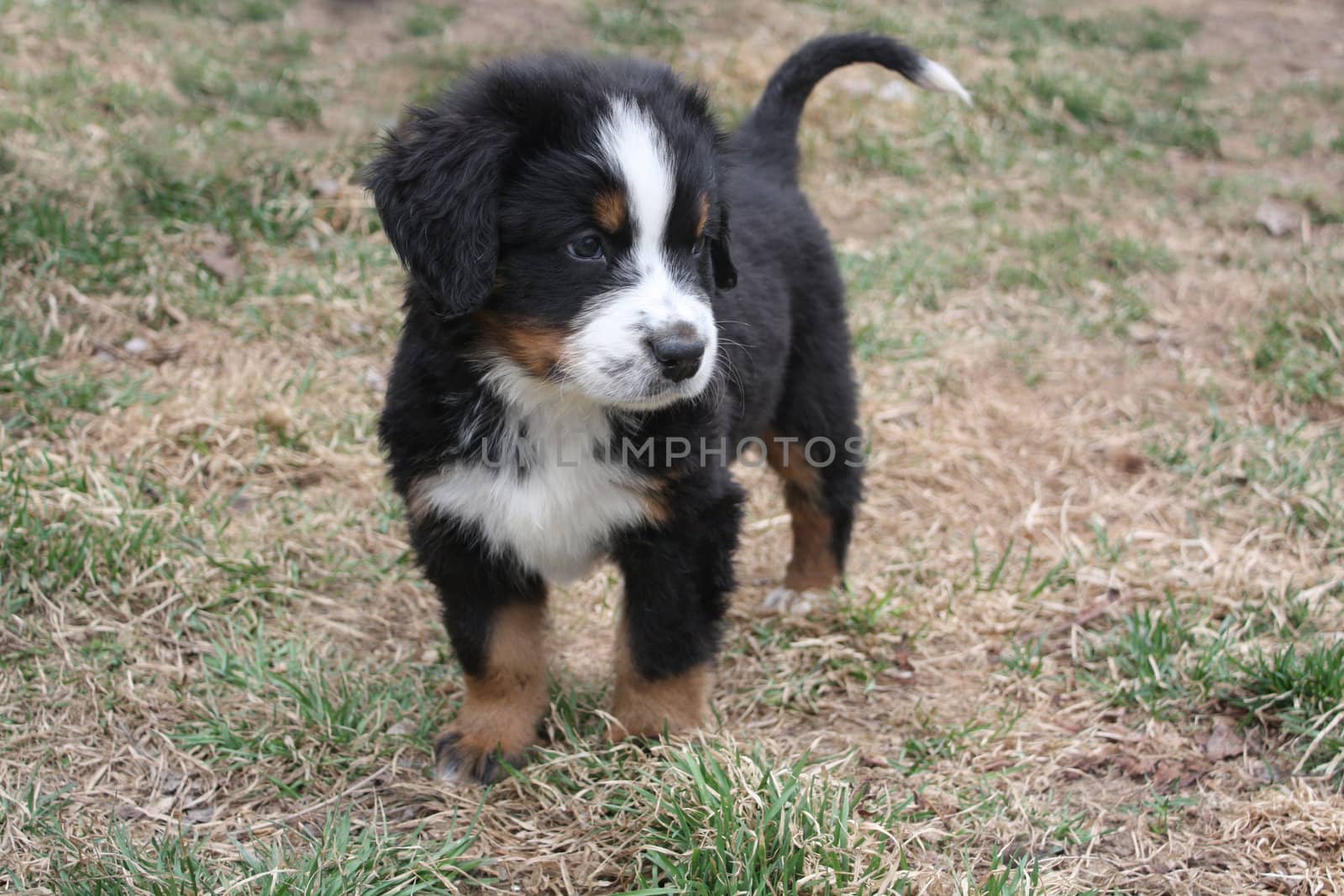 Adorable Puppy Bernese Mountain Dog on Grass