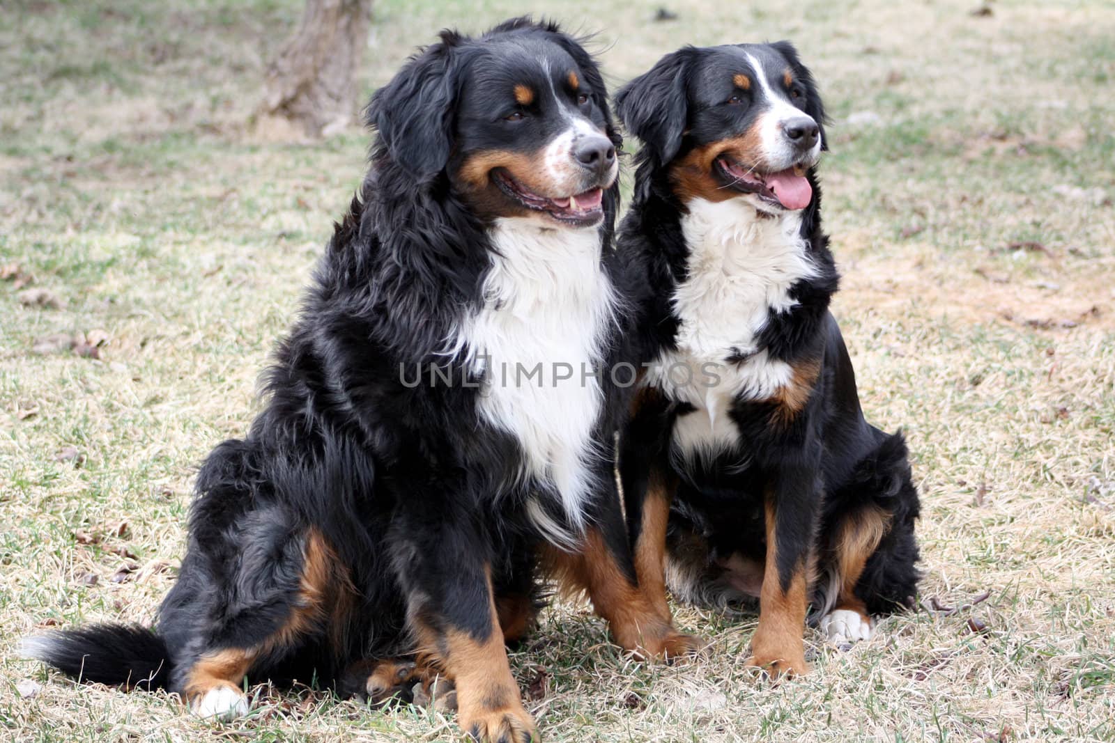 Bernese Mountain Dog Couple Sitting on Grass