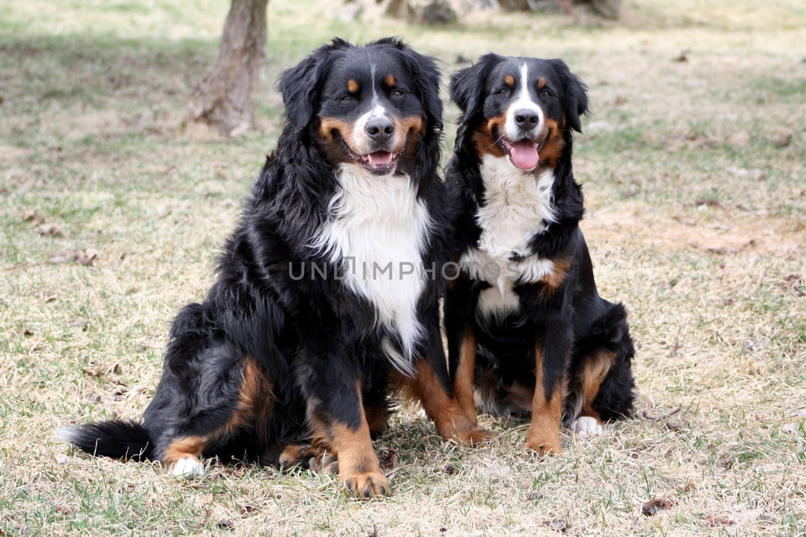 Bernese Mountain Dog Couple Sitting on Grass