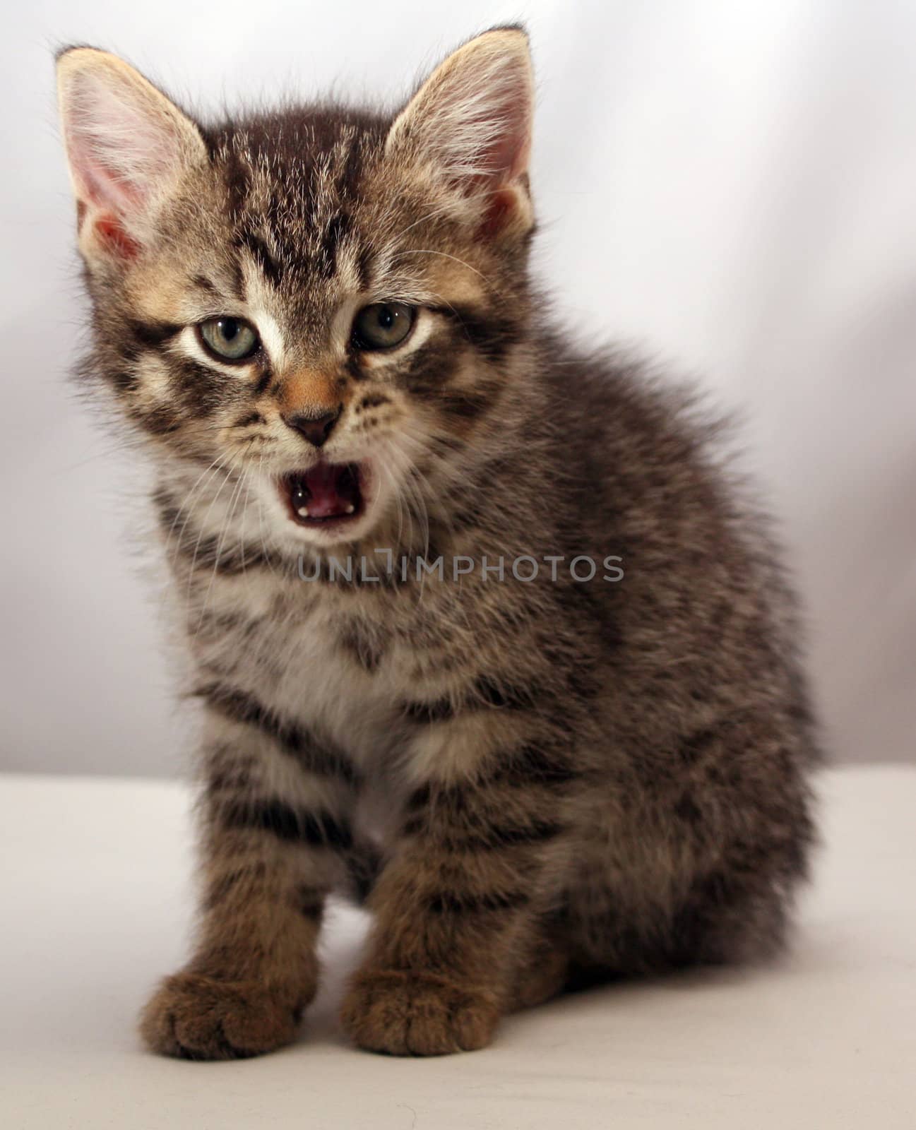 Adorable talking kitten looking on camera