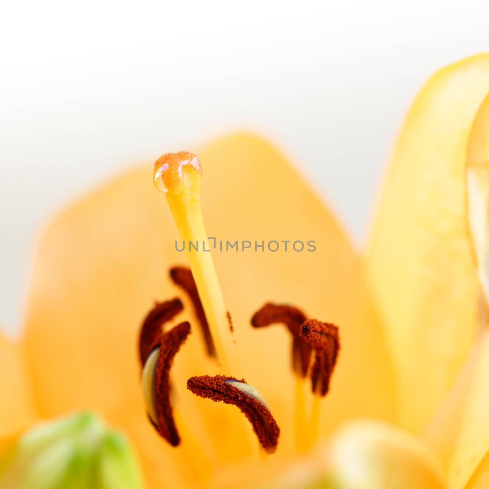 Macro shot of an orange flower in bloom