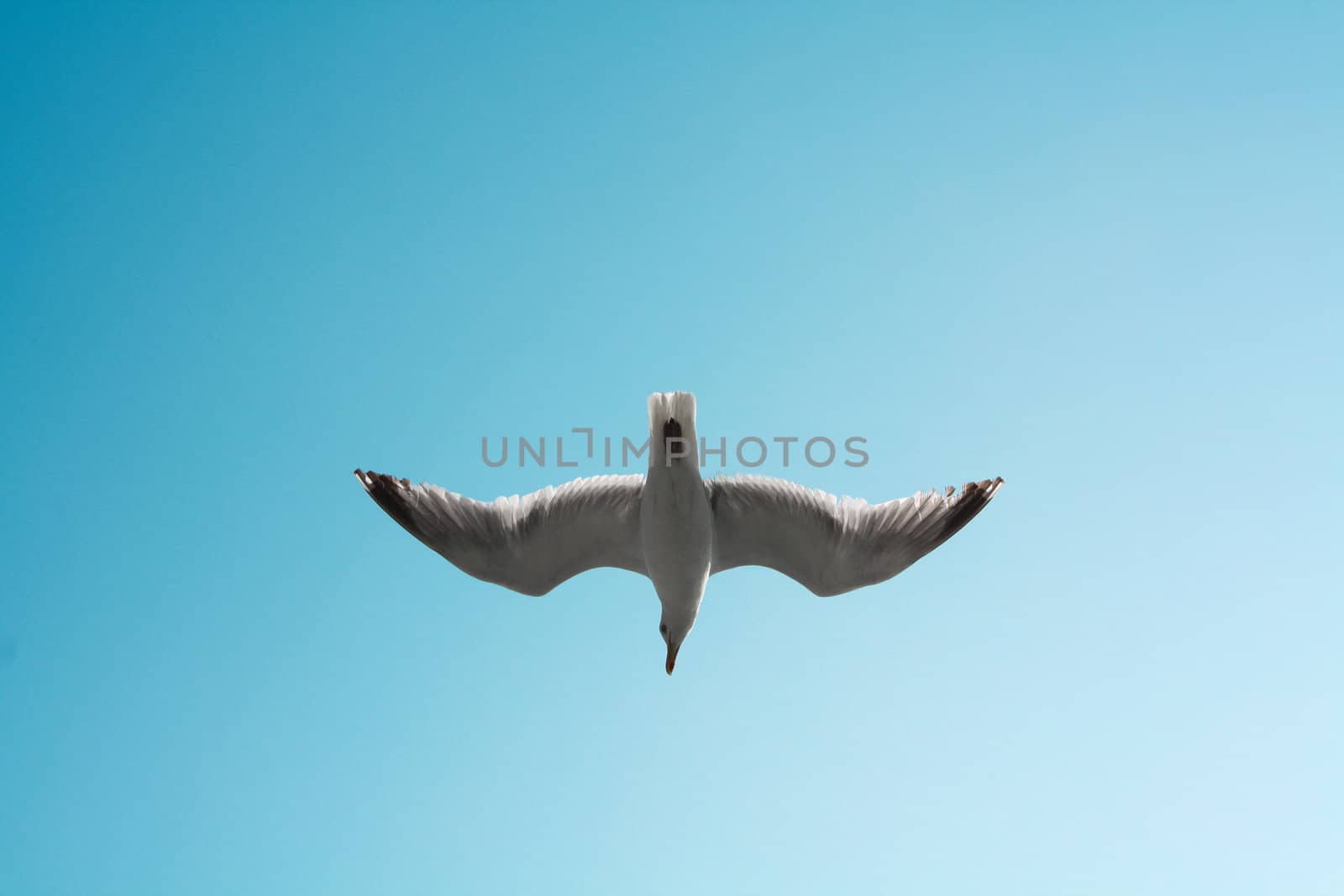 Flying Bird in Blue Sky