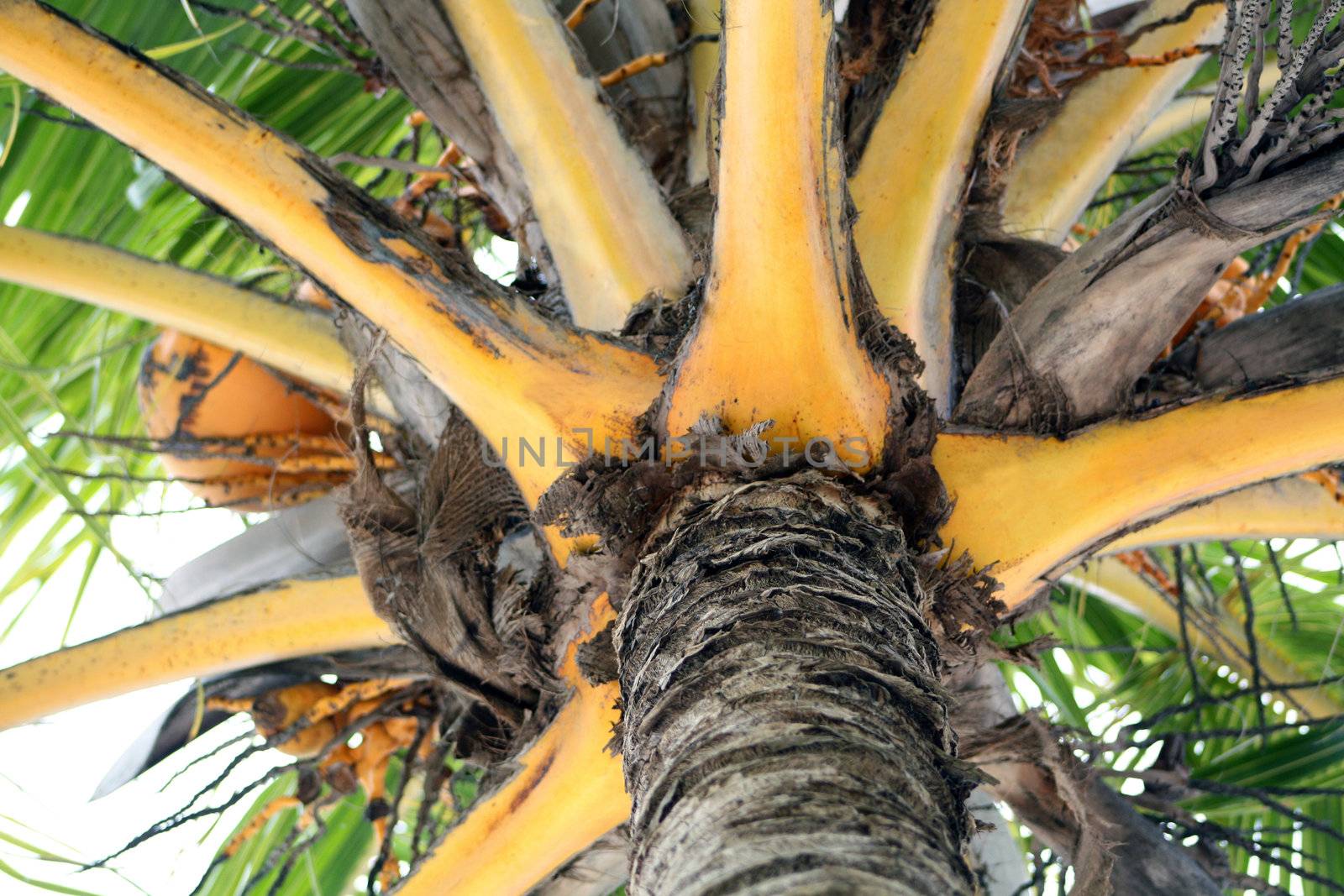 Details of a Palm Tree and Coconuts