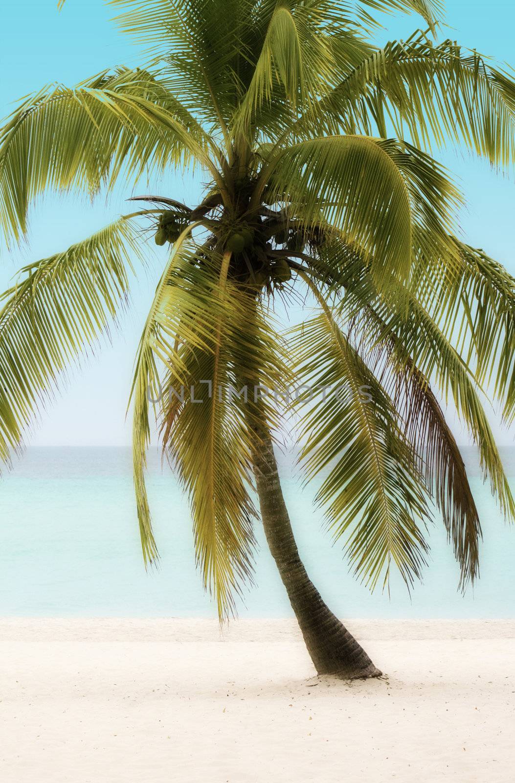 Palm Tree on a Beach by grivet