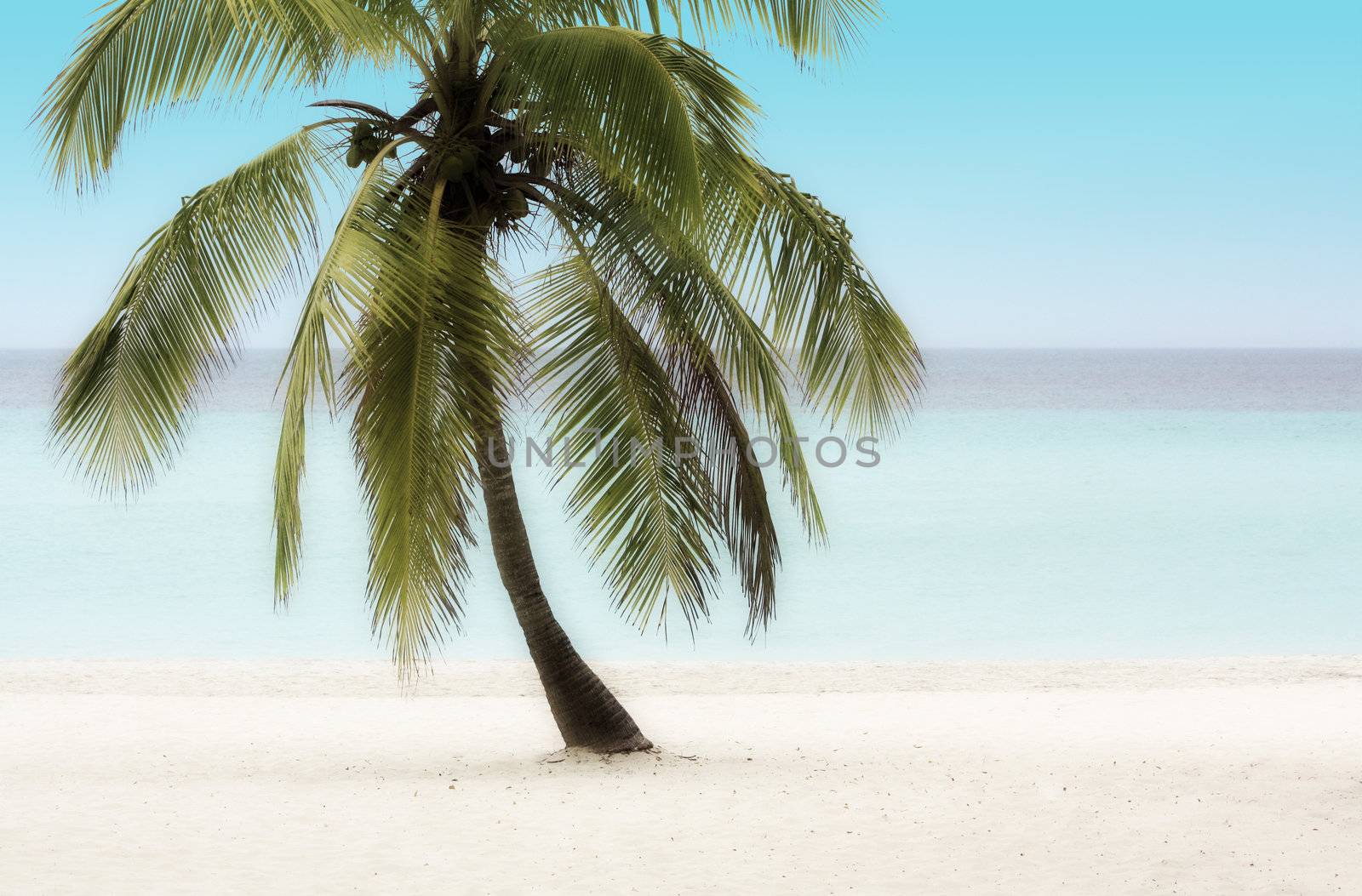 Palm Tree on a Tropical Beach