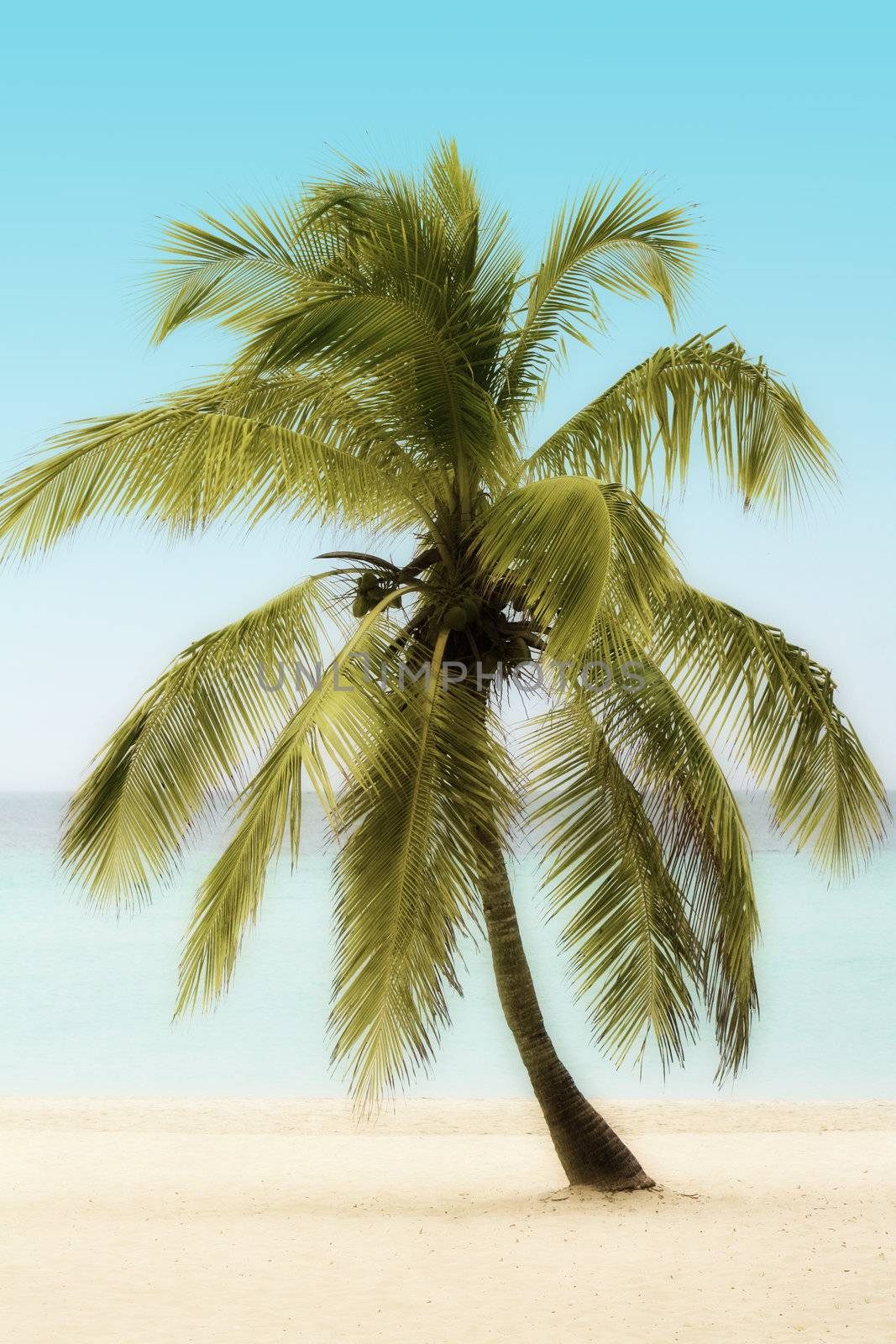 Palm Tree on a Beach by grivet