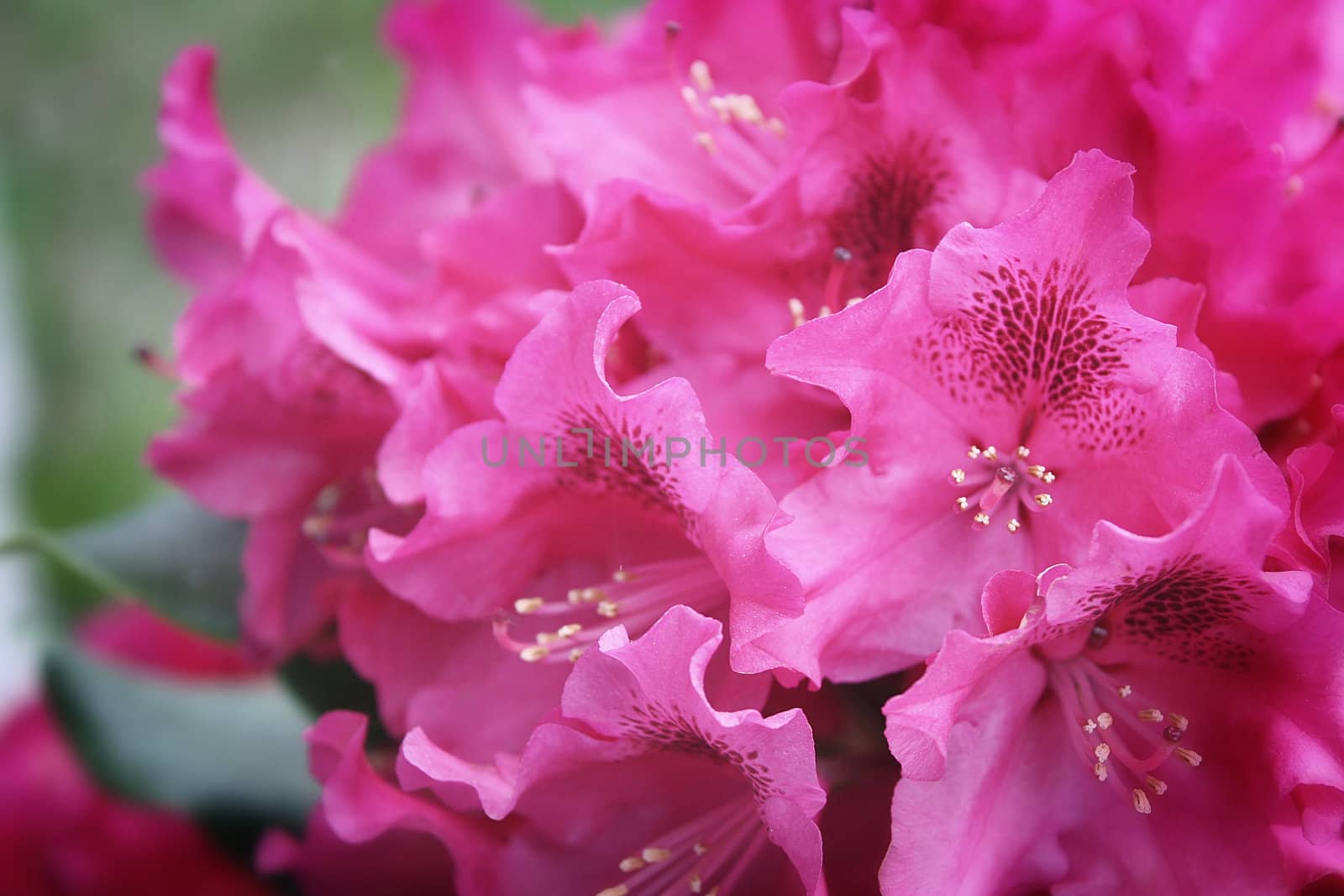 Closeup on a Natural Pink Azalea Bloom