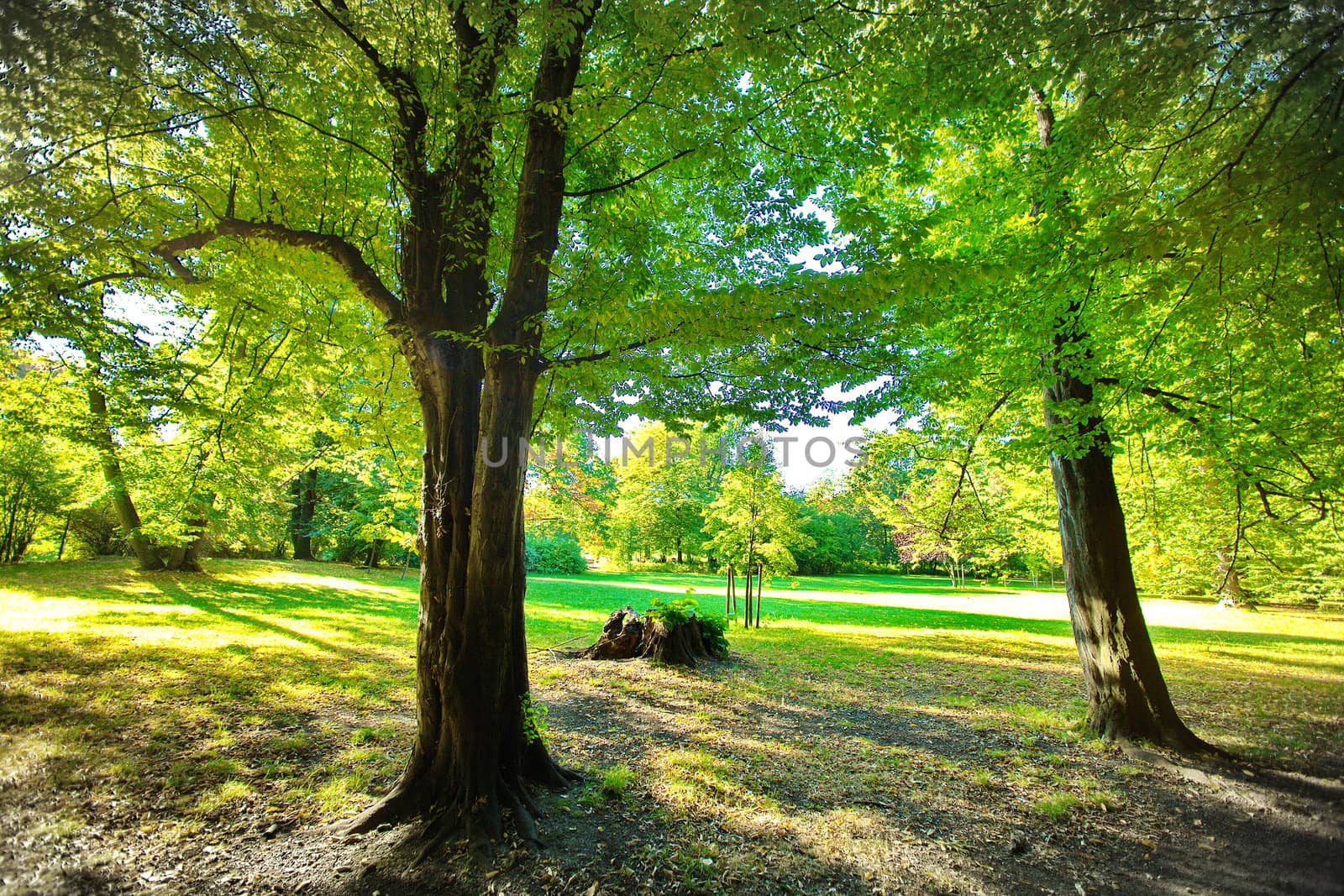 Park in fall time