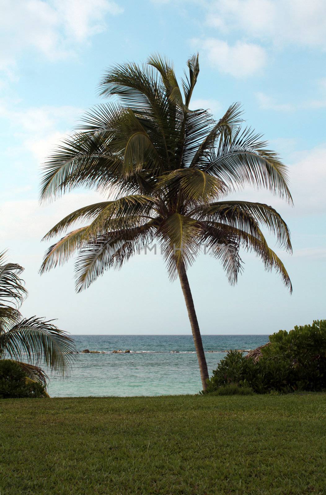 Palm on a Tropical Beach