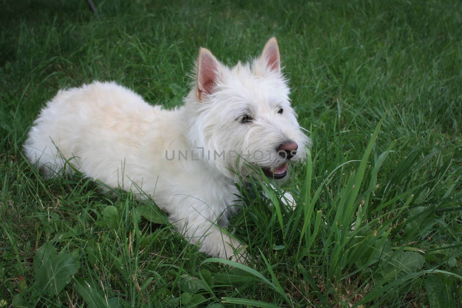 West Highland White Terrier Playing in Grass