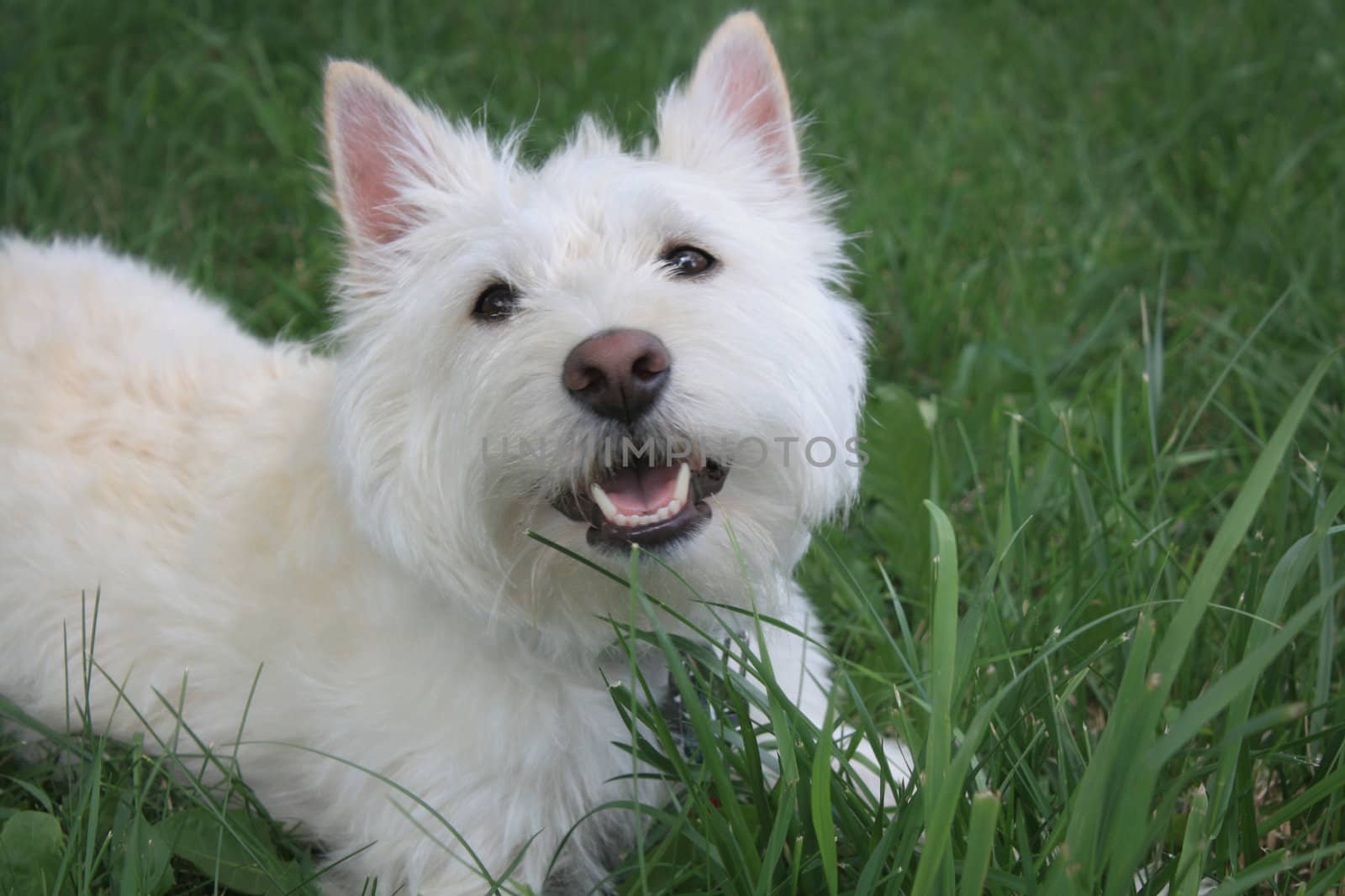 West Highland White Terrier Playing in Grass