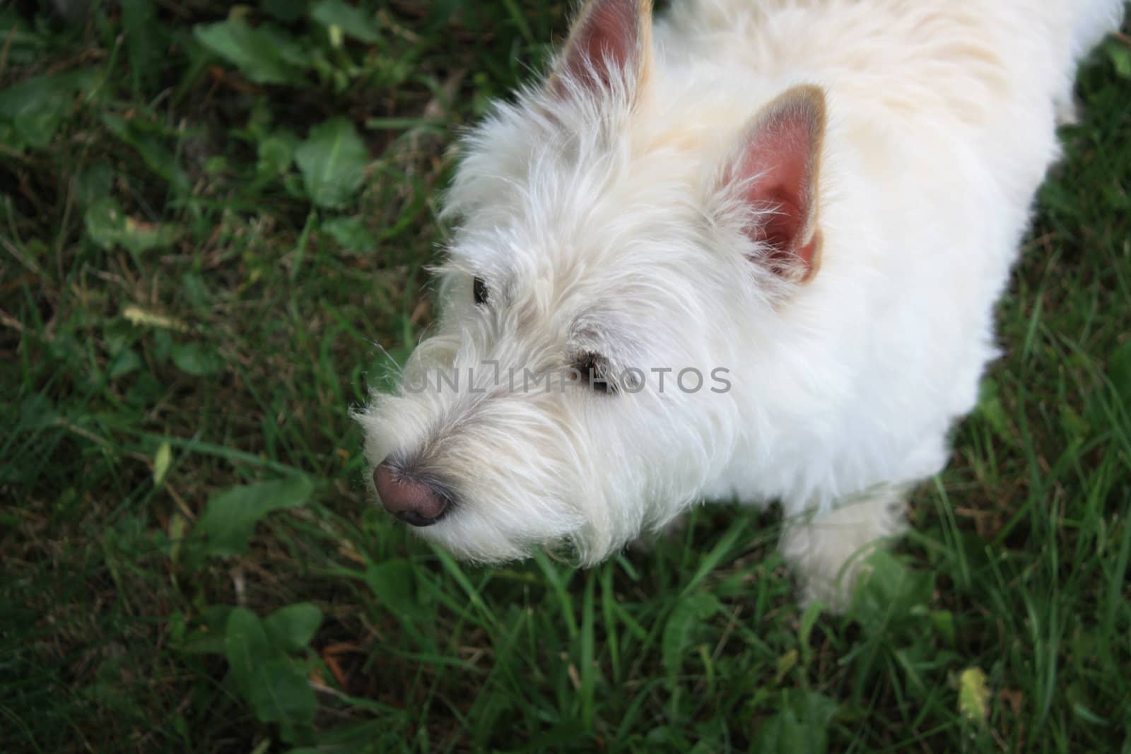 West Highland White Terrier Playing in Grass