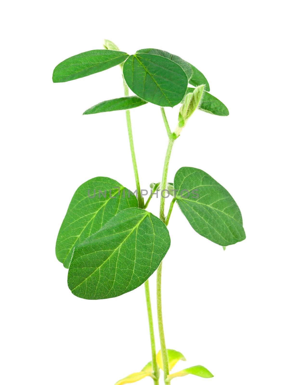 Soy plant isolated on white background