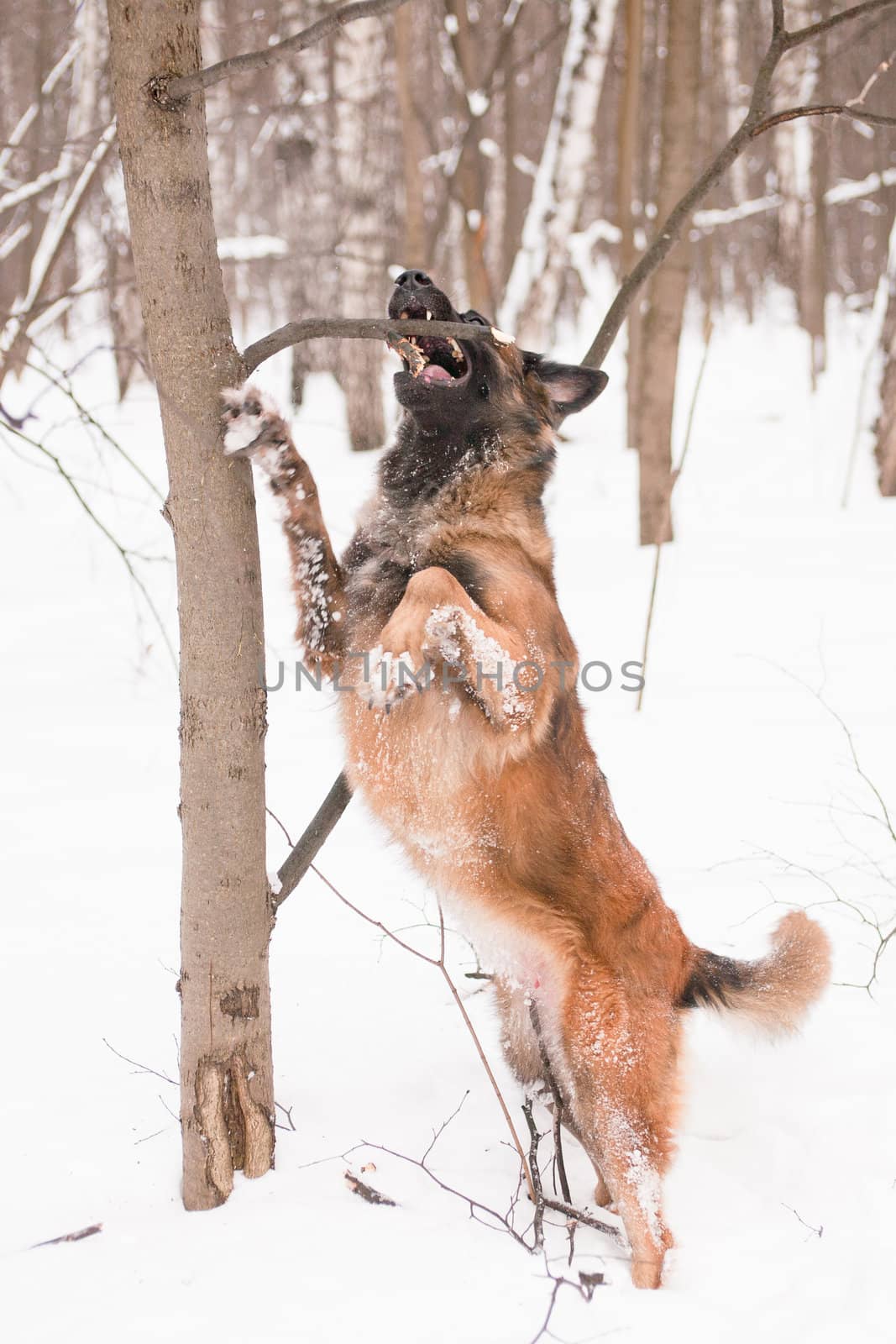 A belgian shepherd playing in snow
