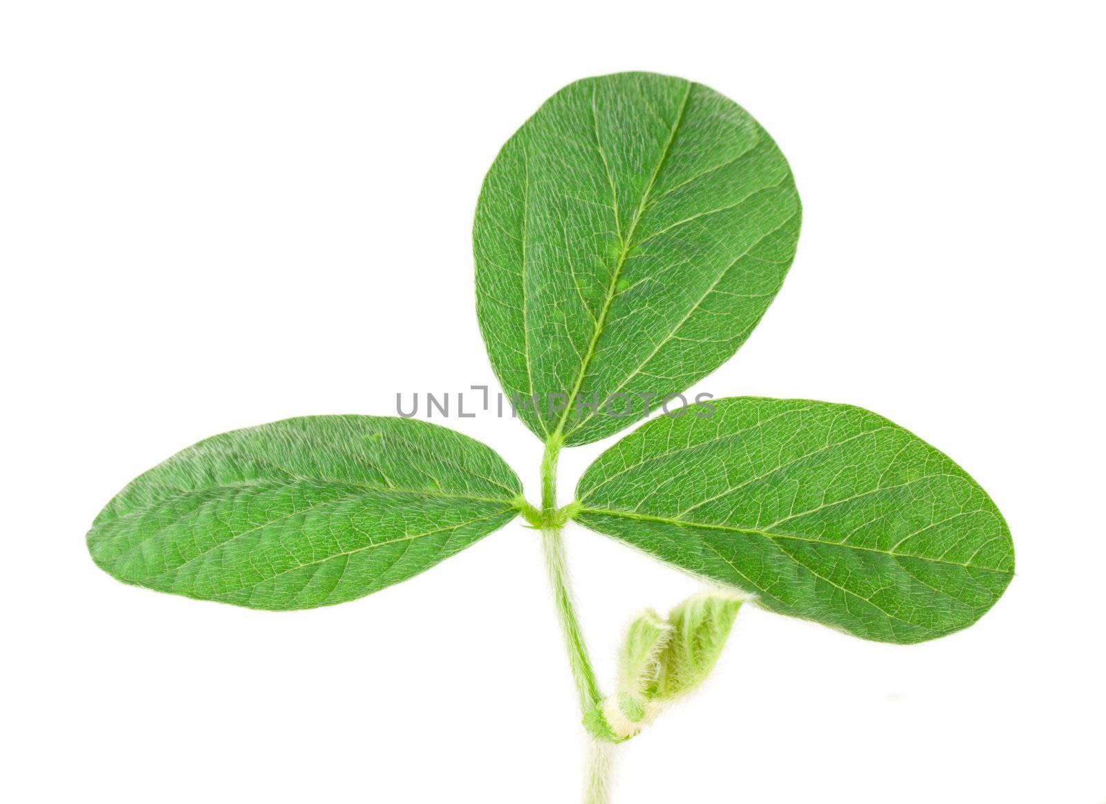 Soy leaf isolated on white background