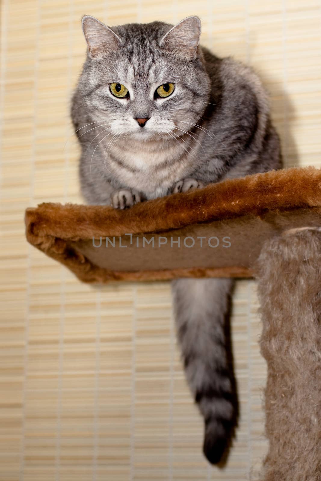 A sitting grey tabby cat
