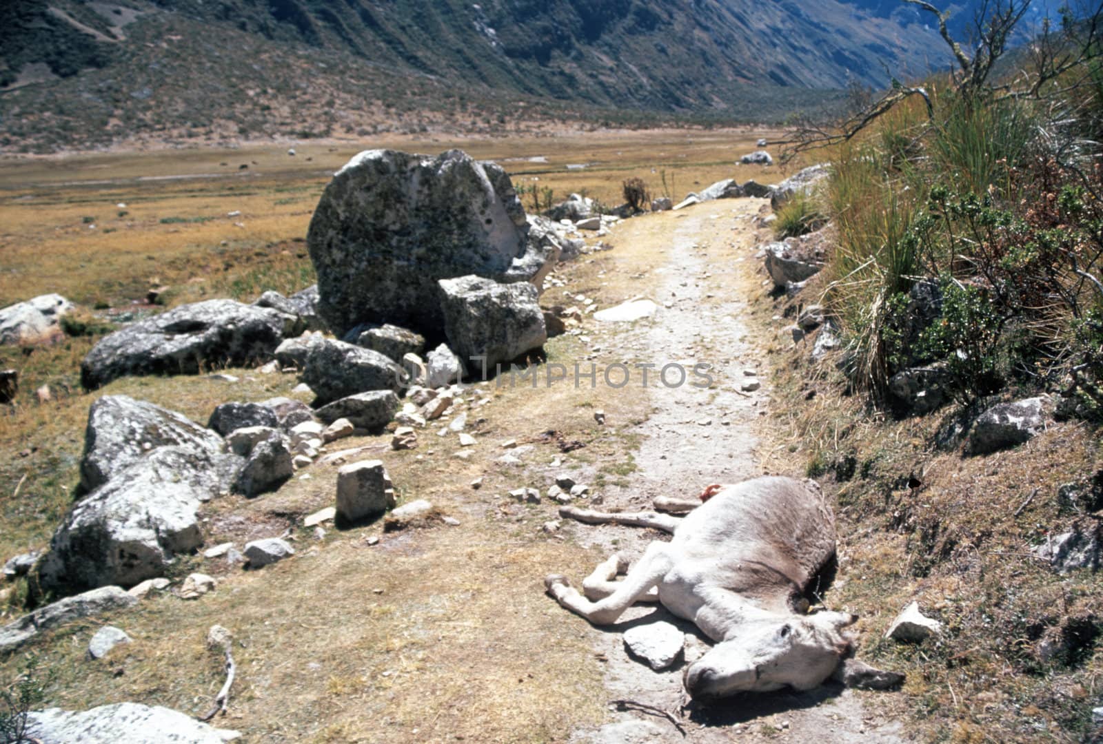 Dead donkey lying down a roadway through wilderness, between rocks and bushes, in Peru