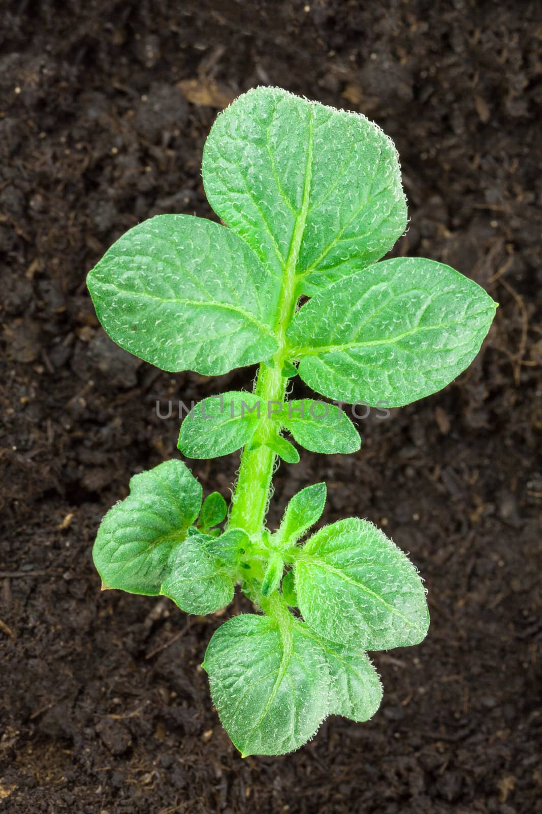 Young potato plant growing on the vegetable bed 