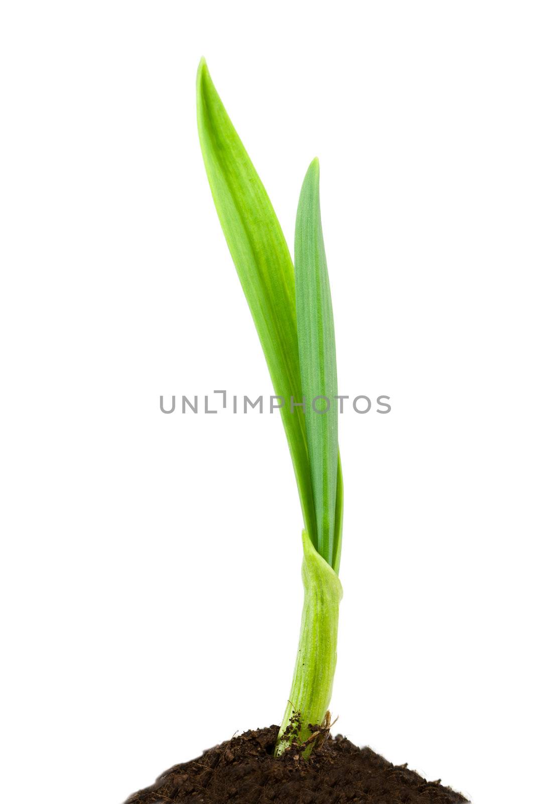 Garlic plant isolated on white