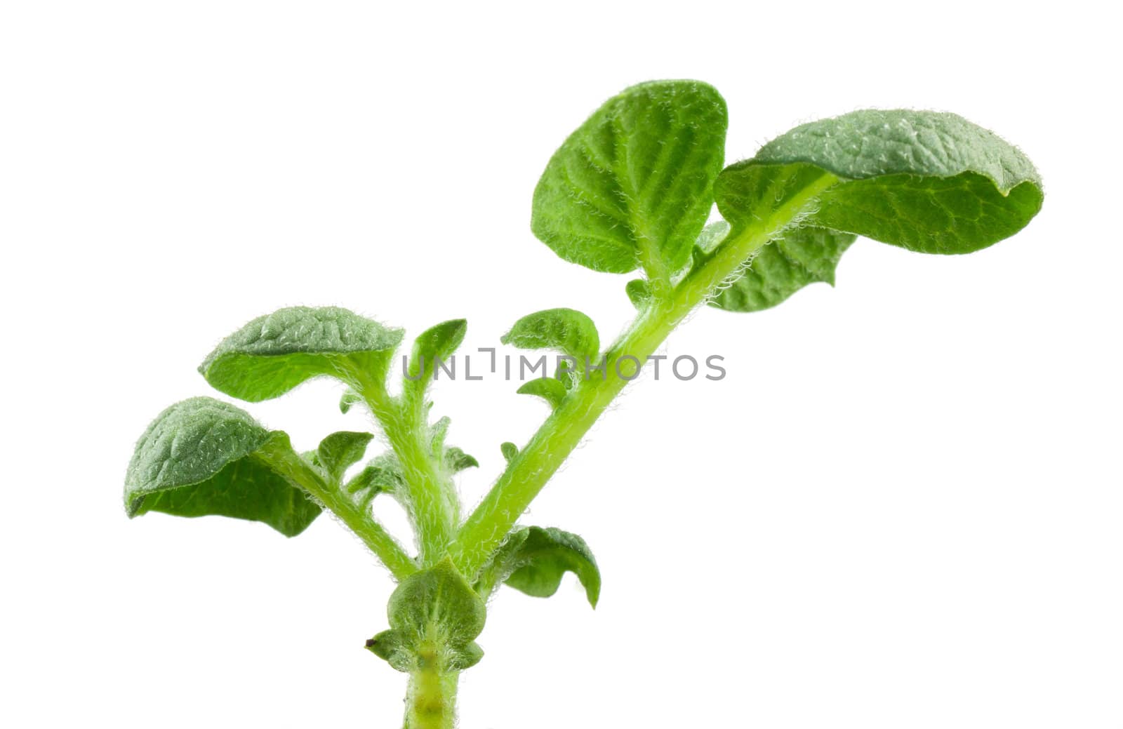 Small potatoes plant