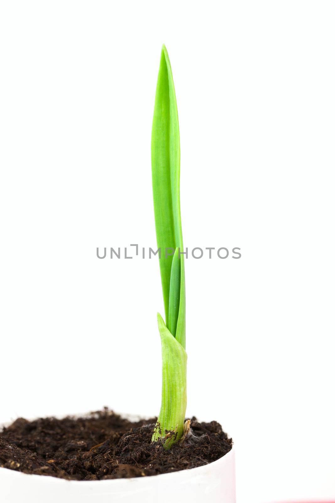 Garlic plant by vtorous