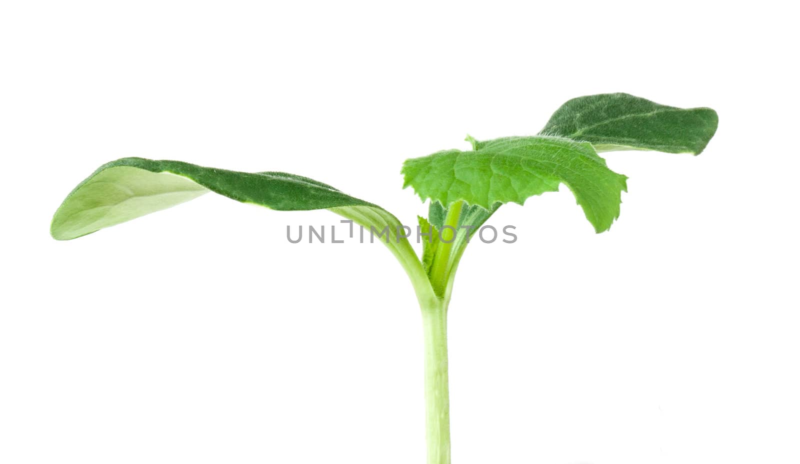 Pumpkin seedling on white background