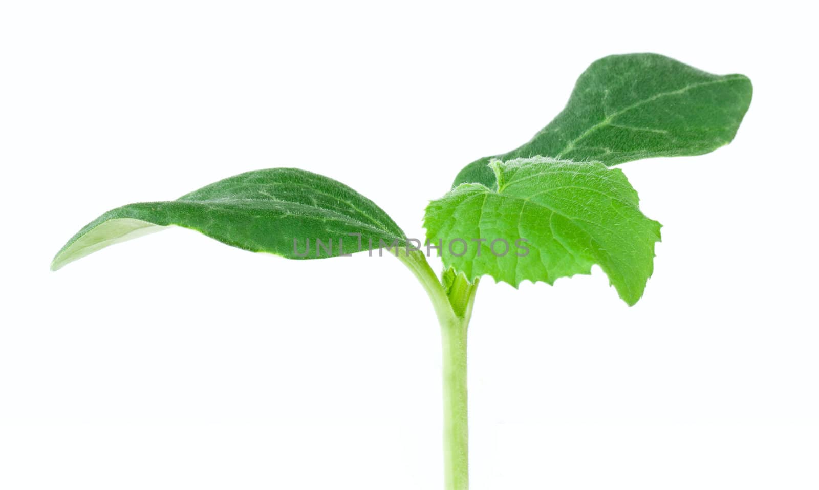 Pumpkin seedling on white background