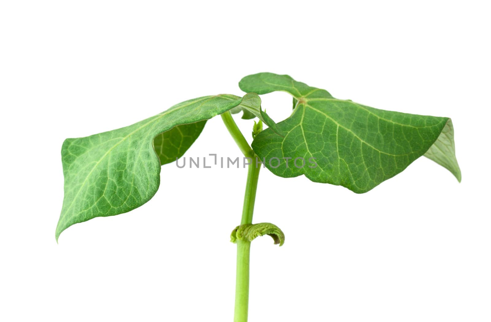 Small beans plant isolated on white