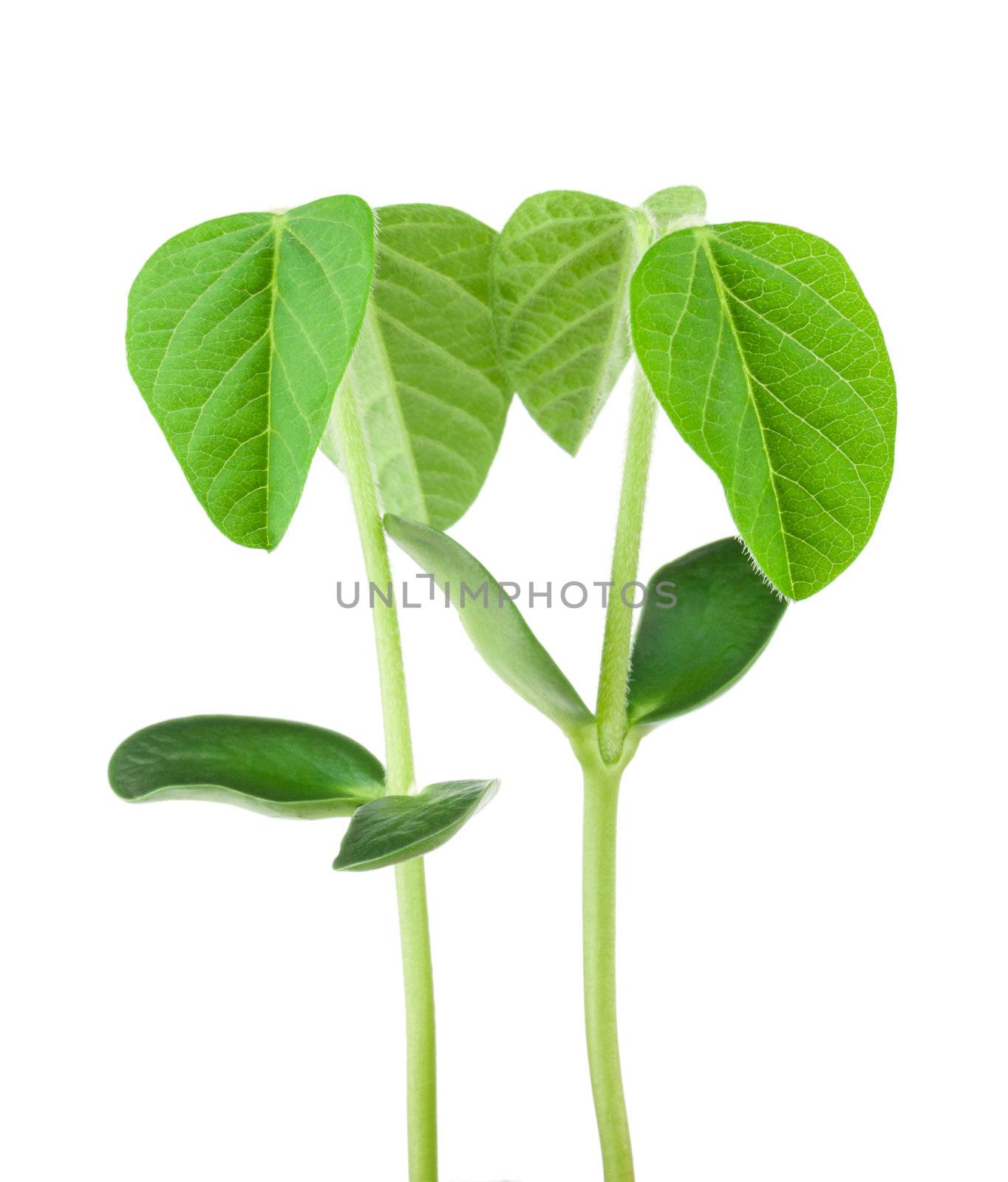 Two soy plants isolated on white background