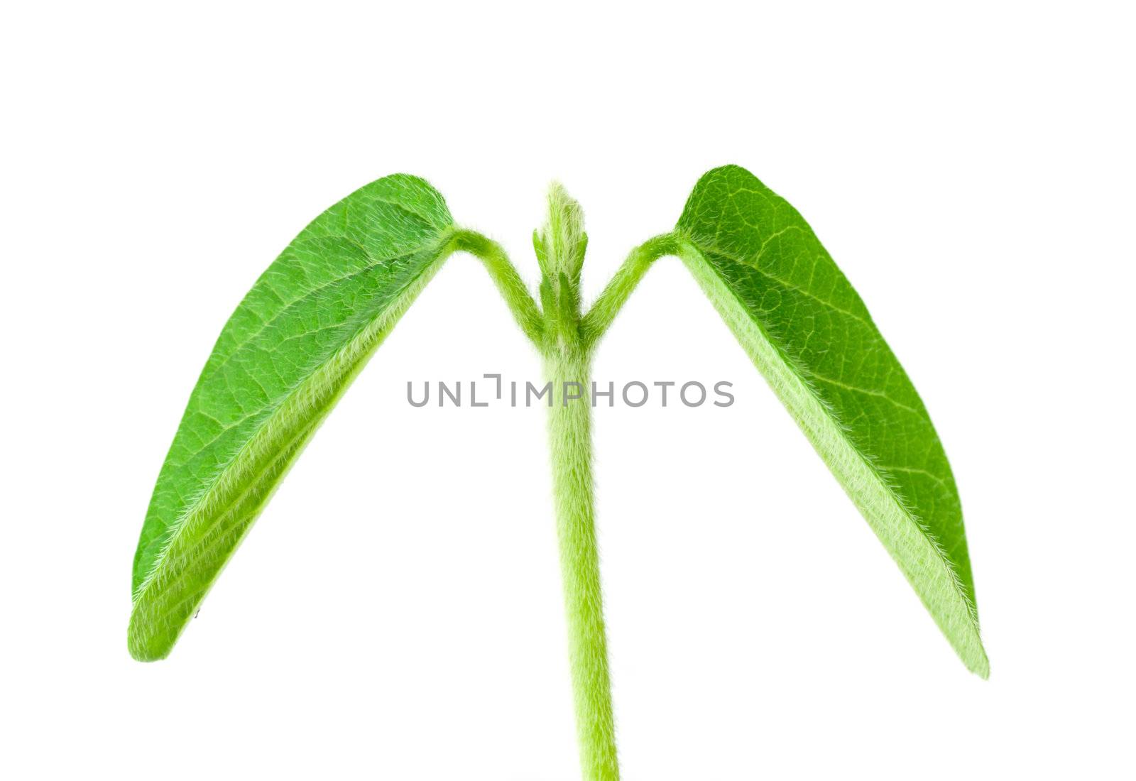 Soy plant isolated on white background