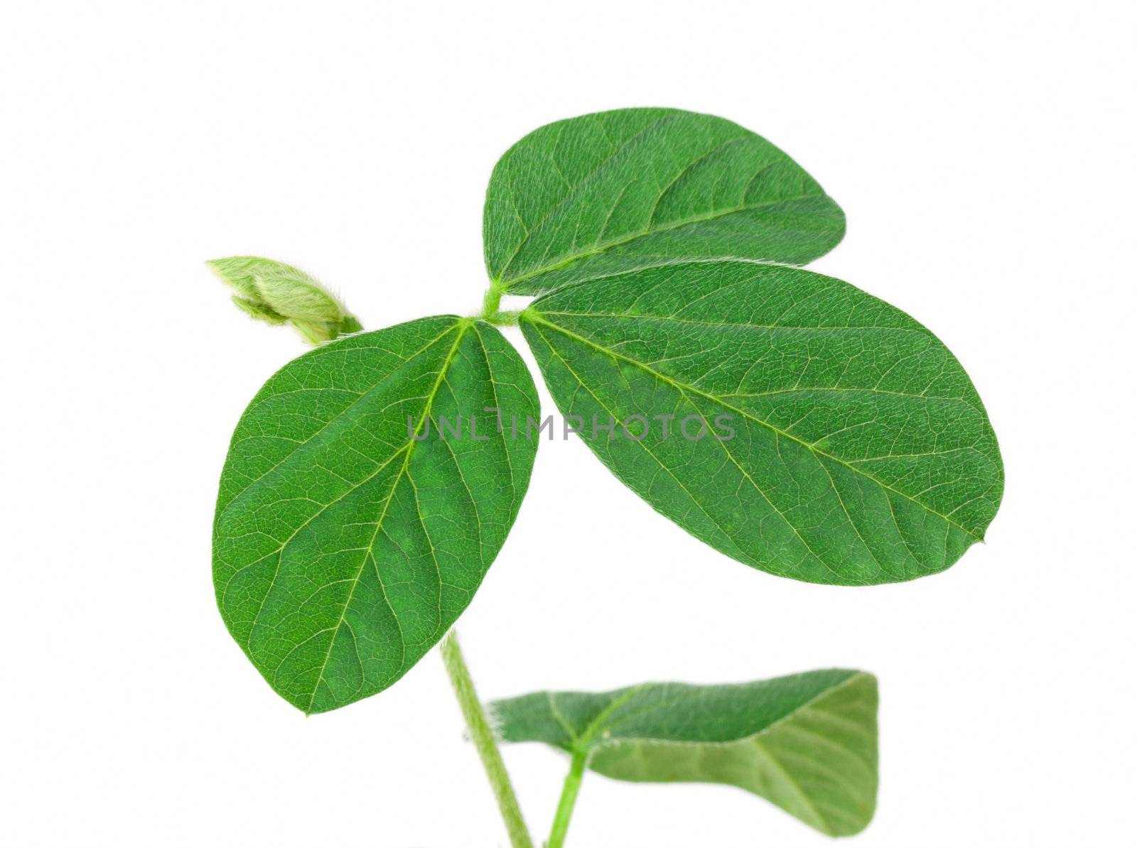 Soy plant isolated on white background