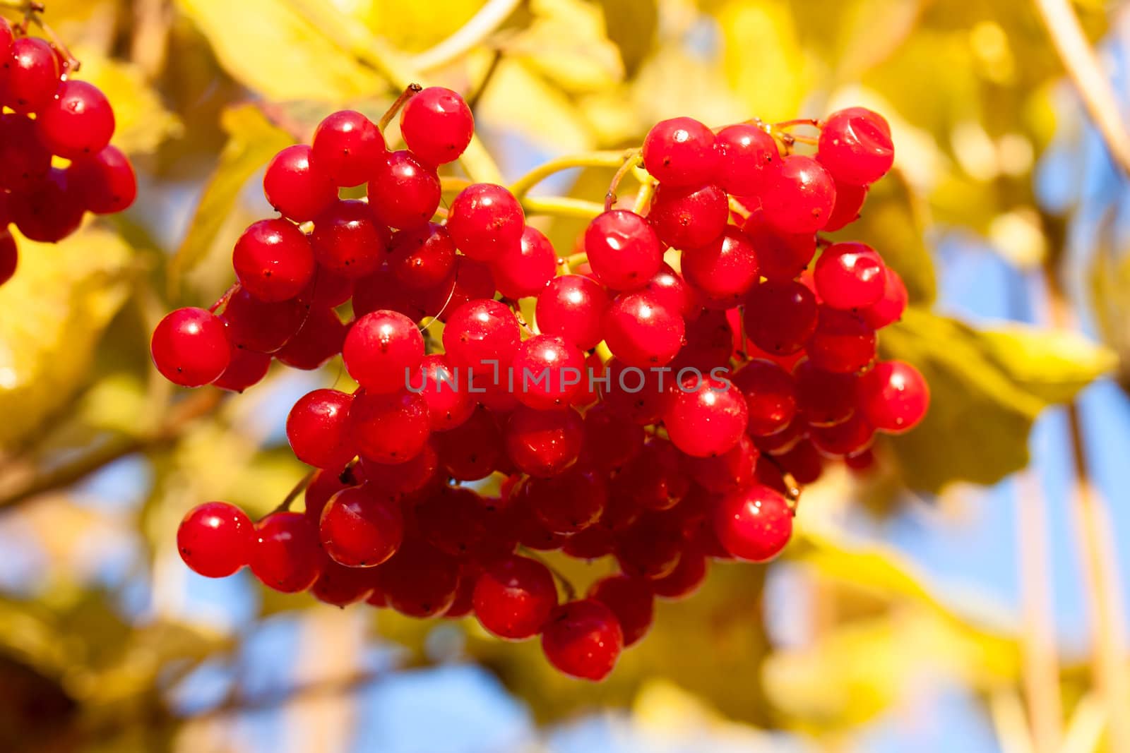 Red berries of Viburnum by vtorous