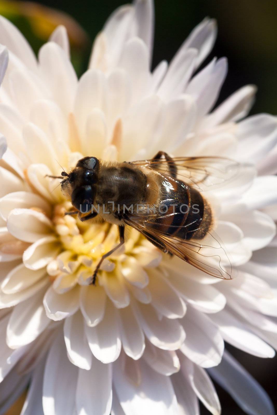 White chrysanthemum and bee