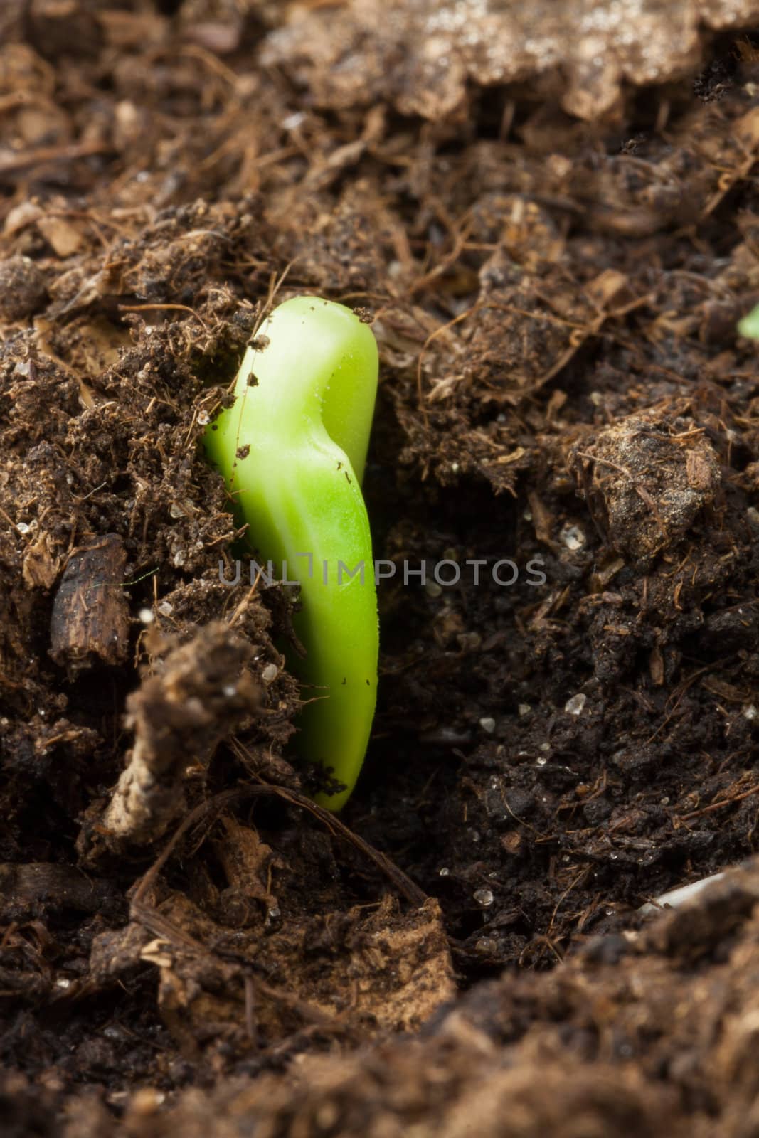 Seedling of watermelon  in first day of life